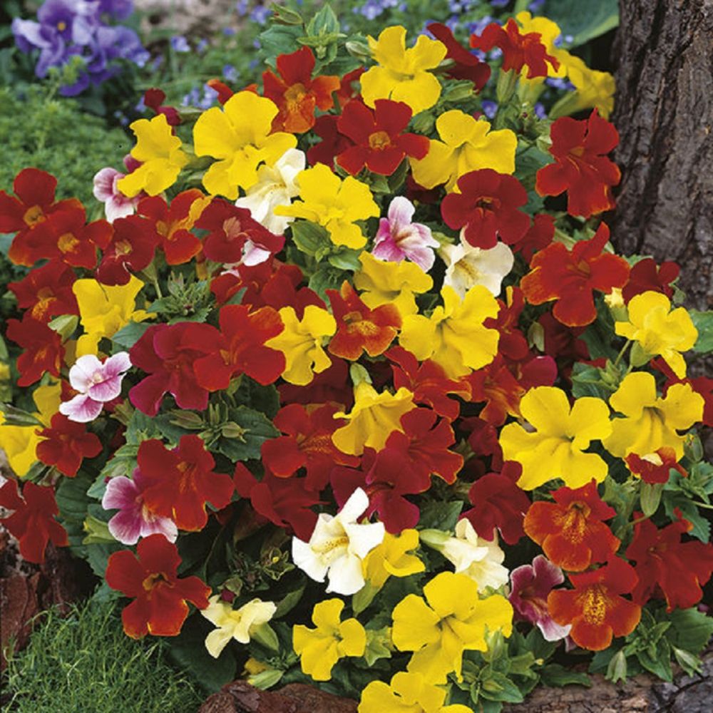 Mimulus Extra Choice Mixed Seeds